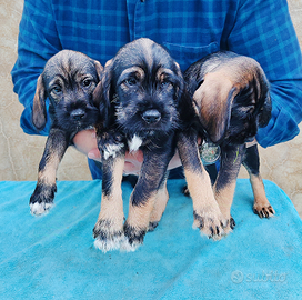 Cuccioli di Spritzer