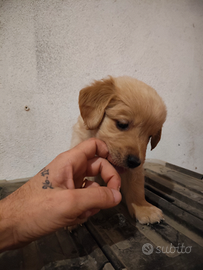 Ultimo cucciolo maschio Golden retriever