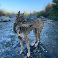 Cucciolona di lupo