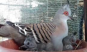 Tortora ciuffata e non solo