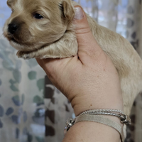 Maltipoo maschio e femmina