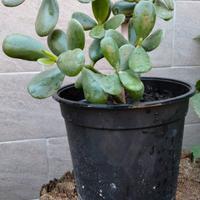 Crassula ovata