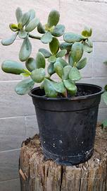 Crassula ovata