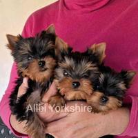 Yorkshire stupendi cuccioli con Pedigree ENCI