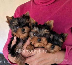 Yorkshire stupendi cuccioli con Pedigree ENCI