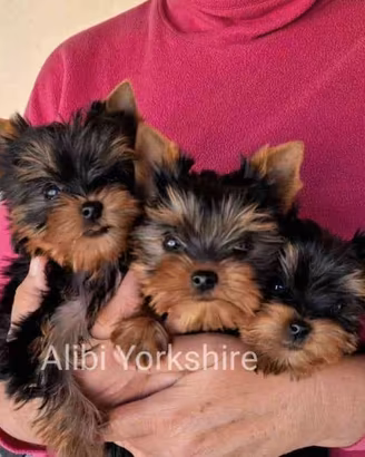 Yorkshire stupendi cuccioli con Pedigree ENCI