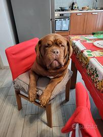 Cucciola