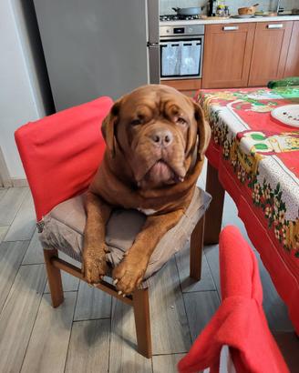 Cucciola
