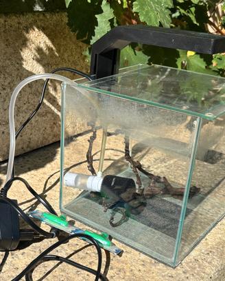 acquario cube 5 LED  CIANO