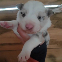 Maschietto Red Merle Border Collie