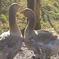 Oca tolosa industriale