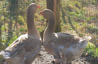 Oca tolosa industriale