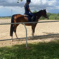 Cavallo 9 anni babbo paint mamma Anglo Araba