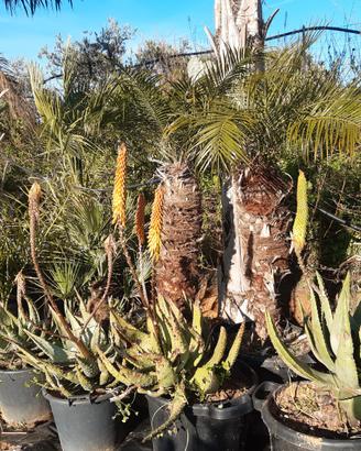 Aloe ferox