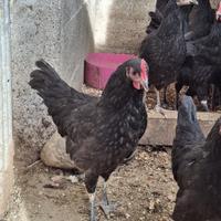 Galline Australorp