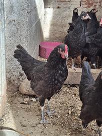 Galline Australorp