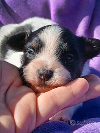 Cucciolo di Papillon con pedigree