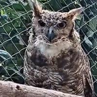 Poiana , corvo altro