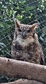 Poiana , corvo altro