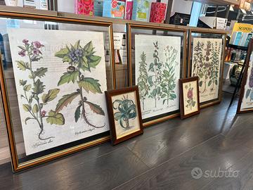 Stampe botaniche anticate