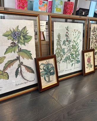 Stampe botaniche anticate