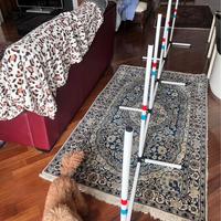 Attrezzo agility dog