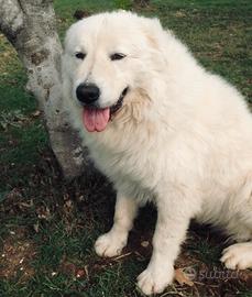 Cucciolo pastore maremmano abruzzese