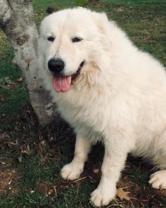 Cucciolo pastore maremmano abruzzese