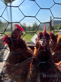 Gallina ovaiola