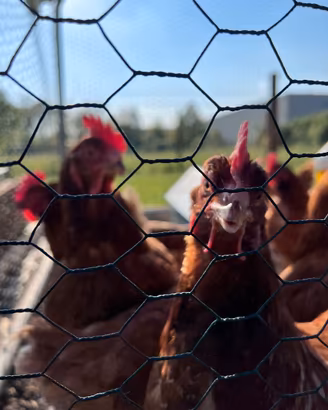 Gallina ovaiola