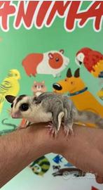 Petauro dello zucchero