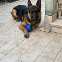 Cuccioli Pastore Tedesco