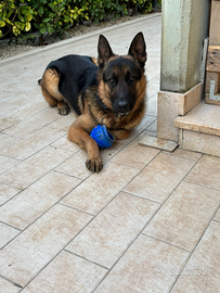 Cuccioli Pastore Tedesco