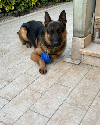 Cuccioli Pastore Tedesco