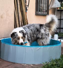Piscina mini (per cani e altri animali domestici)