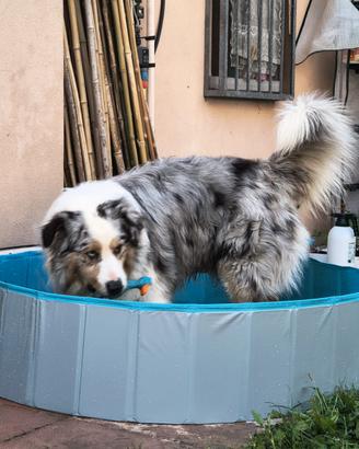 Piscina mini (per cani e altri animali domestici)