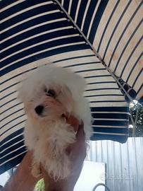 Maltese coreano