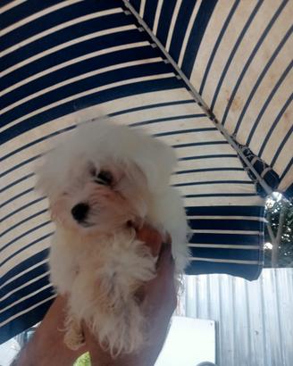 Maltese coreano