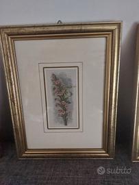 set 4 cornici con immagini floreali