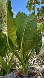 Alocasia
