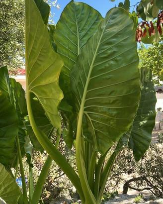 Alocasia