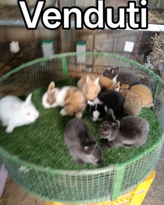 Cuccioli di conigli testa di leone