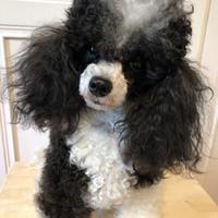 Barboncino toy per accopiamento