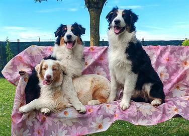 Cuccioli Pastore Australiano/Australian Shepherd
