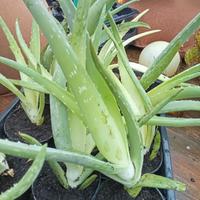 Aloe vera 
