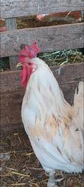 Gallo