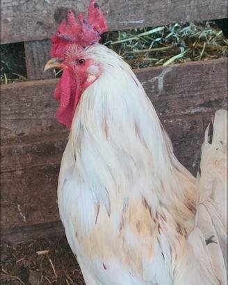 Gallo