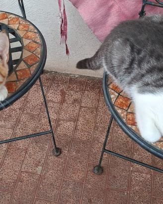 Gattini