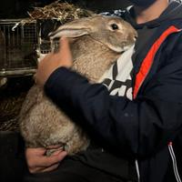 Conigli giganti e incrociati