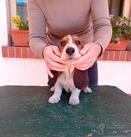 Cuccioli bassethound basset hound